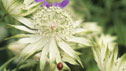 Astrantia 'Shaggy'
