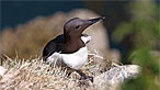 Guillemot. Photo: Moses Davies