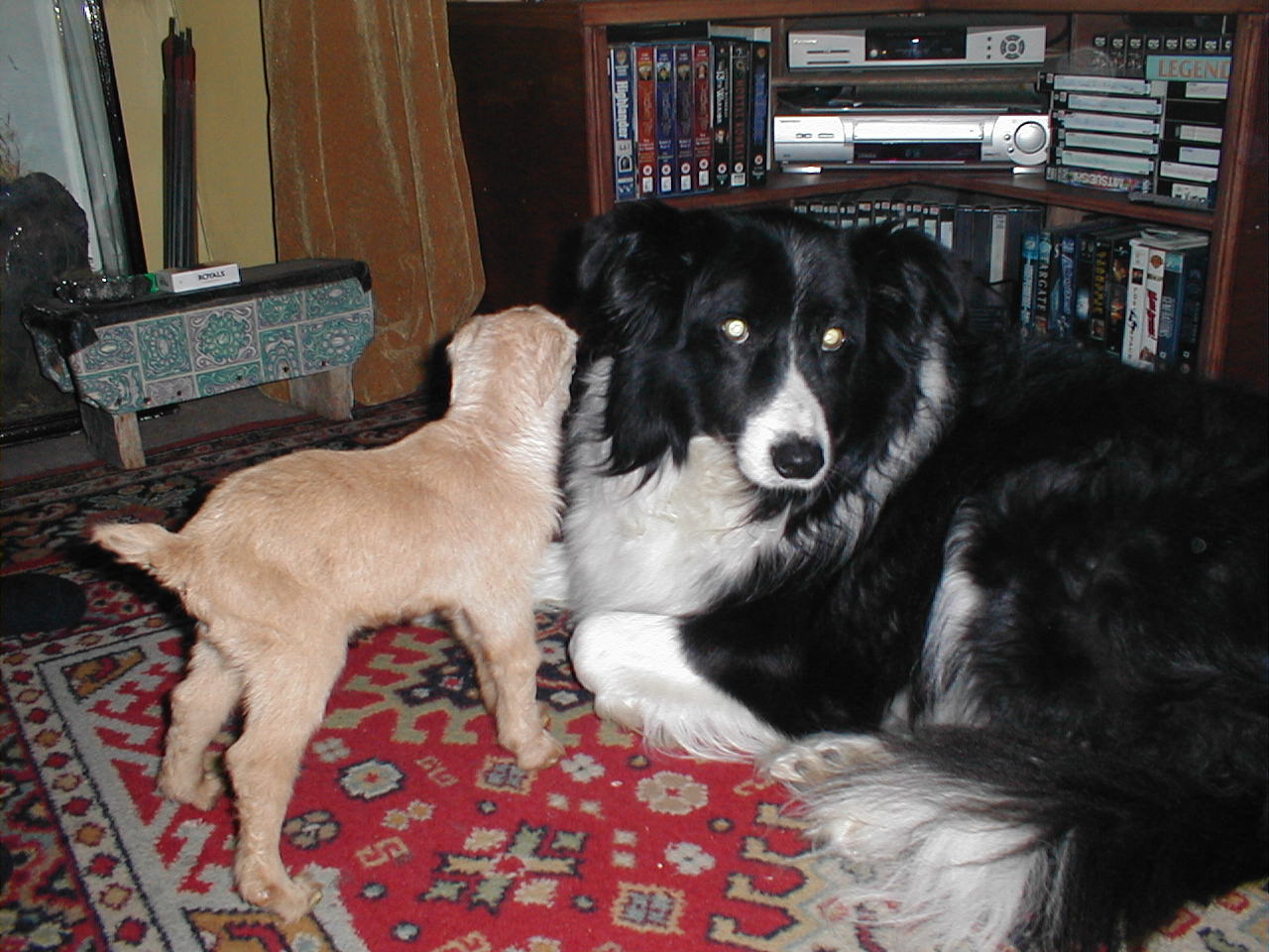 Oor auld collie kidsitting