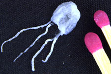 Irukandji jellyfish