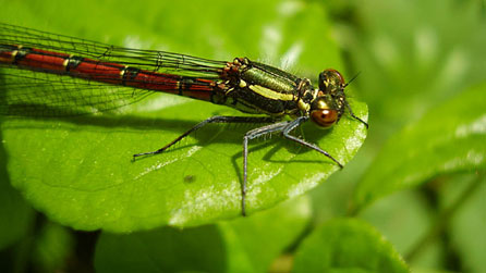 Dragonfly. Photo: Ceirios Beard