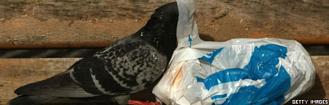 A pigeon