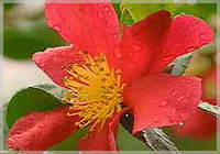 Camellia sasanqua