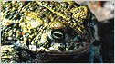 Natterjack toad c/o Chris Packham