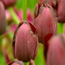 Tulip 'Queen of the Night'