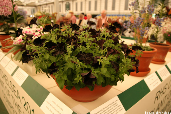 Chelsea Flower Show 2011