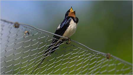 Swallow c/o rspb Sue Tranter