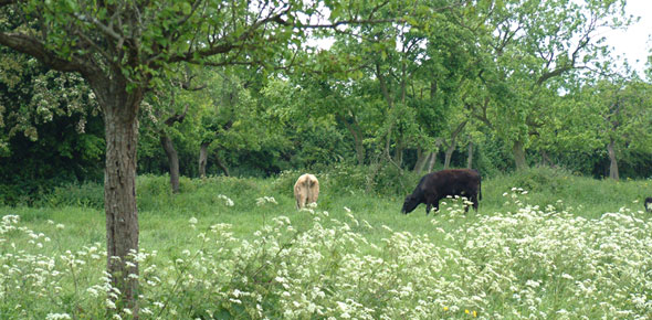 Orchid © Keith Alexander