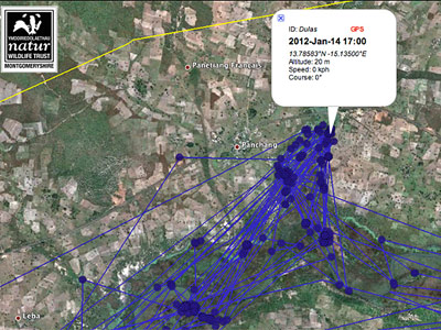 A map showing GPS locations of an osprey. Image - Dyfi Osprey Project