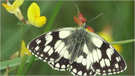 Marbled White c/o Jaybee and NE Wildlife