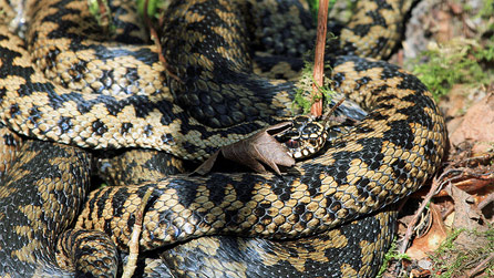 An adder basking in the sun at Parc Slip by Steve Gunter.