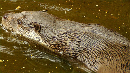 Otter c/o Kevin O'Hara