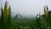 Crops and view of hills - Outskirts of Bei Bei.