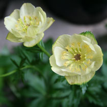 Trollius 'Cheddar'