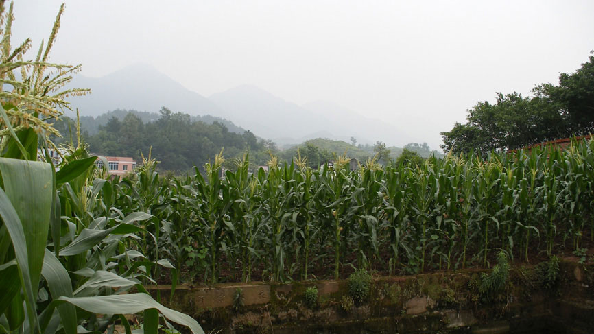 Farm views - more crops.