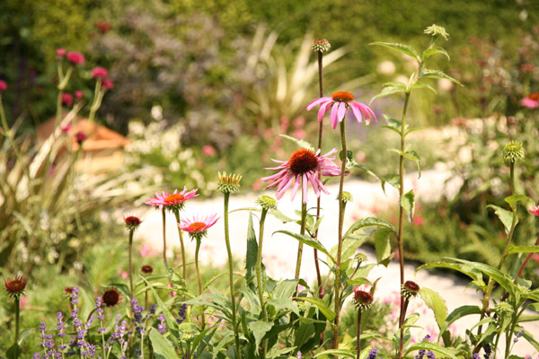Echinacea angustifolia in the Heathers in Harmony garden