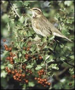 Redwing: Pic Chris Gomersall