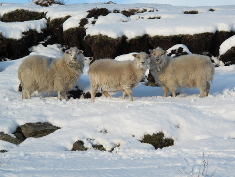 Sheep in Shetland