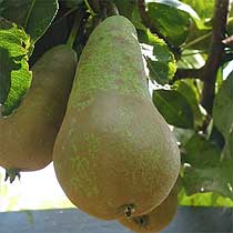Pear