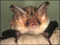 Brown Long-earred bat (Bat Conservation Trust)