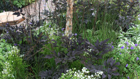 Detail from the shady side of Graces with Grace by Sue Beesley