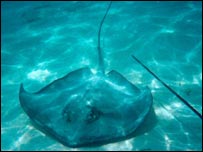 نوعی ماهی سپر نيشدار