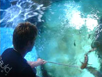 A young person watching a shark