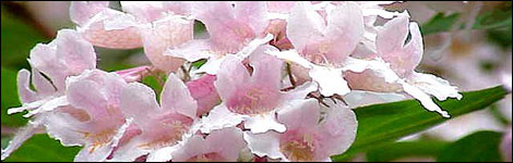 Kolkwitzia Amabilis or Beauty Bush