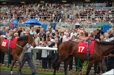 Horses at the St Leger, Doncaster