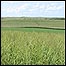Pradaria com switchgrass