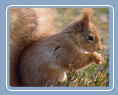 Red Squirrel
