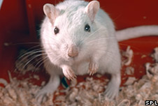 Laboratory Mouse