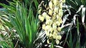 Yucca gloriosa