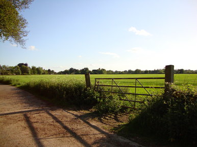 Sunshine over fields of green 2