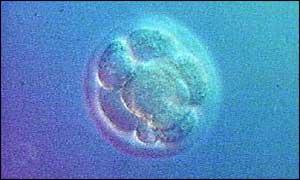 Embryo bylo údajně implantováno před dvěma měsíci