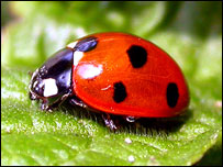 Seven-spot ladybird, copyright Margaret Barton