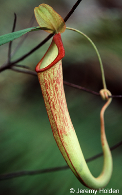 Newly discovered pitcher plant Nepenthesholdenii Cardamom