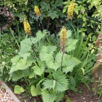 Ligularia przewalskii