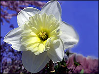 Daffodil