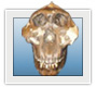 Paranthropus boisei