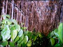 پان بنارس کا