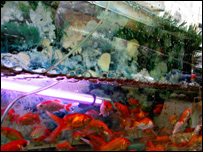 عکس از آذین ثمرمند