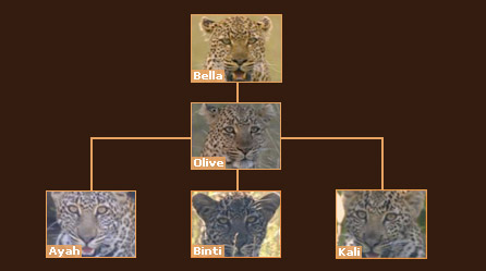 Leopard family tree
