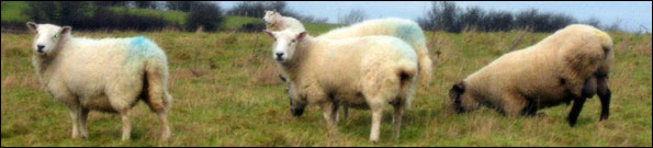 sheep_alanconnor595.jpg