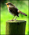 Robin near Dinckley by Susan Pickup