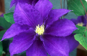 Clematis 'Patio Kingfisher'