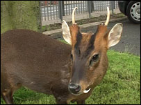 Muntjac deer
