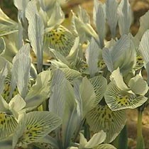 Iris 'Katharine Hodgkin'