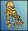 Bones of the foot