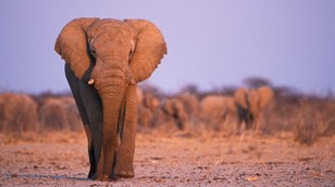 African Elephant from the Nature Picture Library